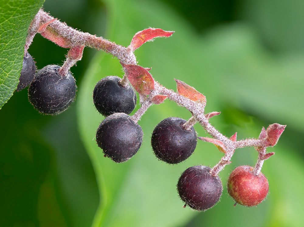 Salal berries